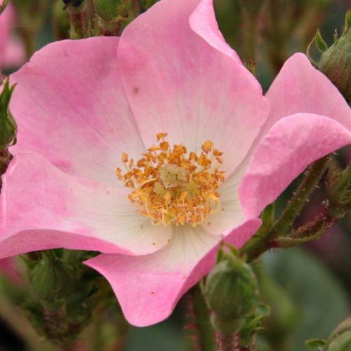 Růže eshop - Rosa  Ballerina - diskrétní - Stromková růže s drobnými květy - růžová - Bentall - stromková růže s kompaktním tvarem koruny - -